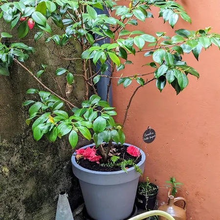 Artist - Center - Bathtub - Terrasse - Full * רואן